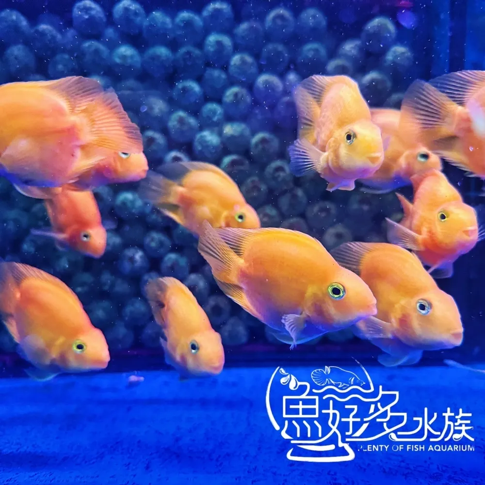 黃鸚鵡