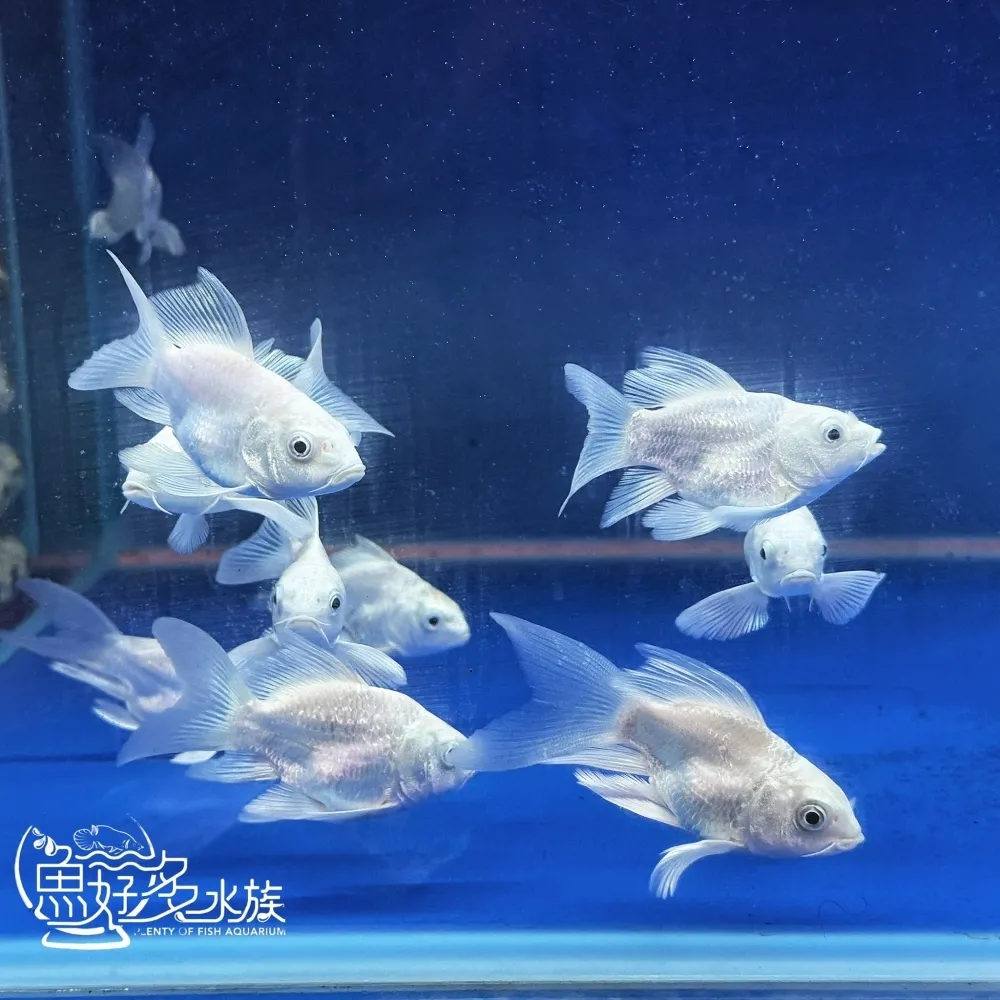 短身白金蝴蝶龍鯉