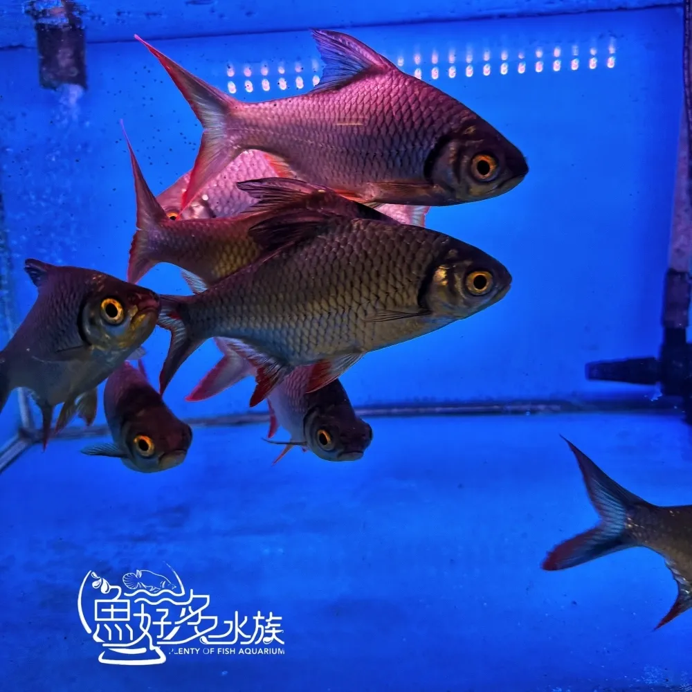 泰國鯽