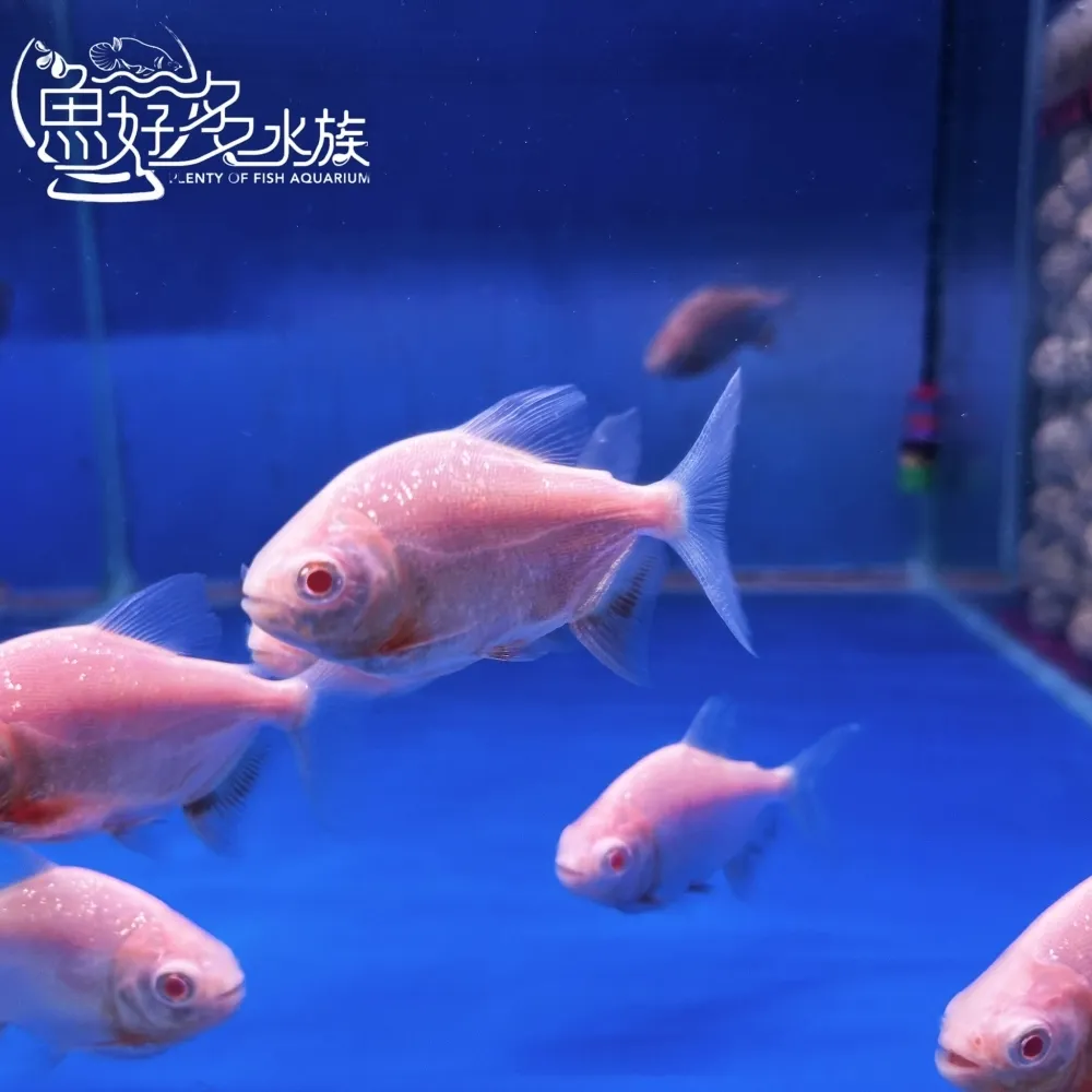 白子銀板