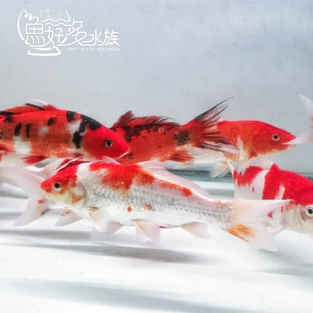 特色紅白錦鯉