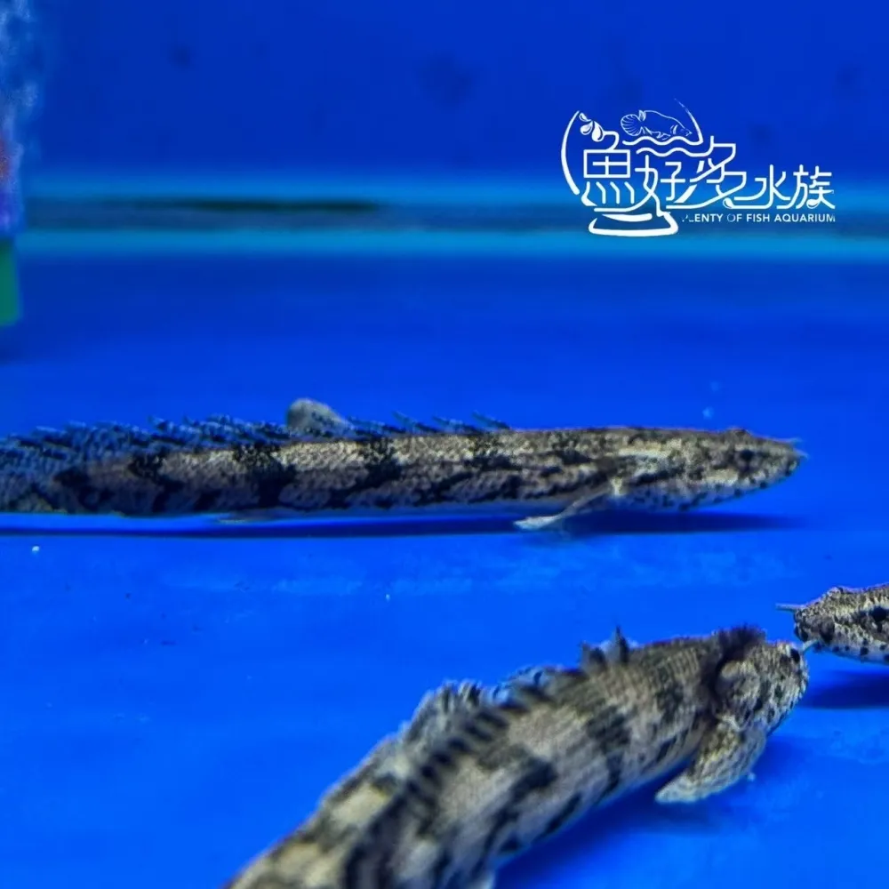 虎斑恐龍王