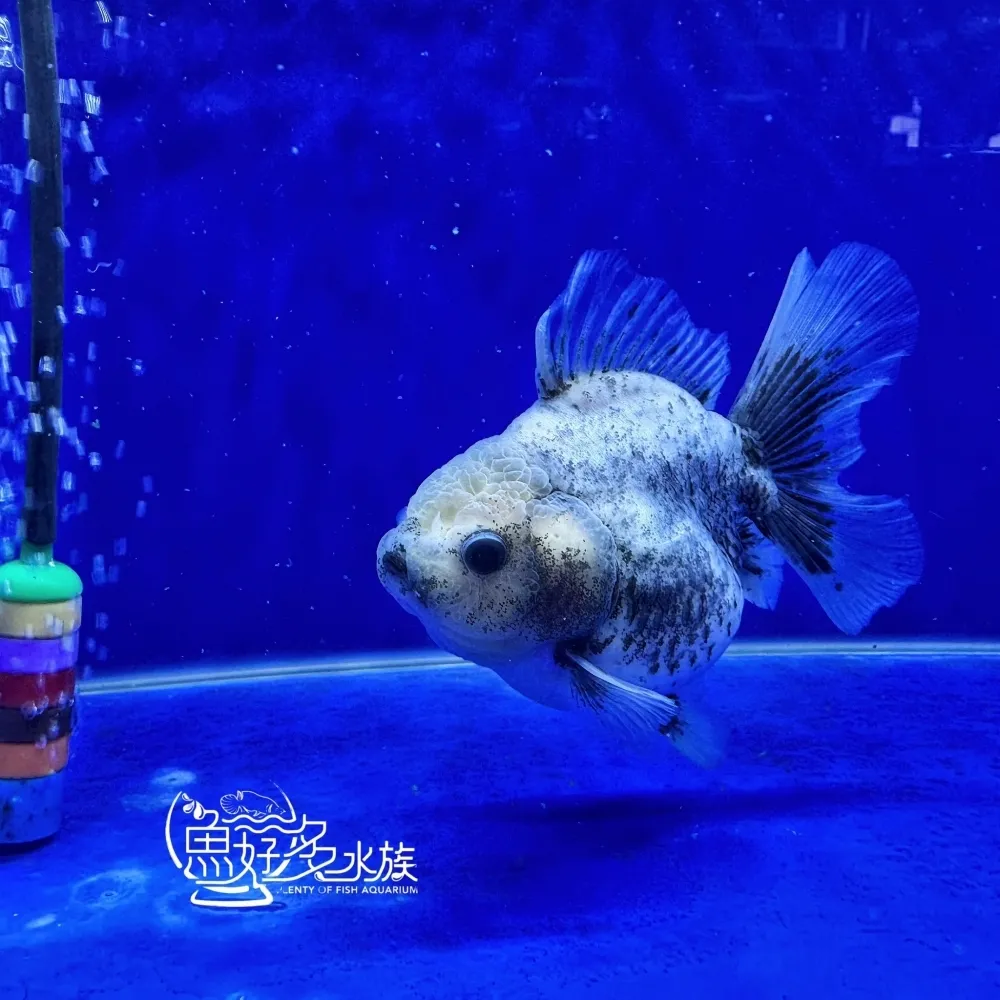 原裝百褶尾泰獅(芝麻斑配色)