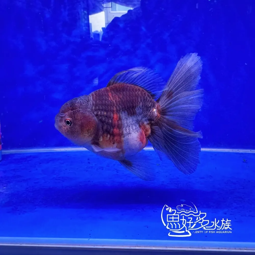原裝百褶尾泰獅(麒麟配色)