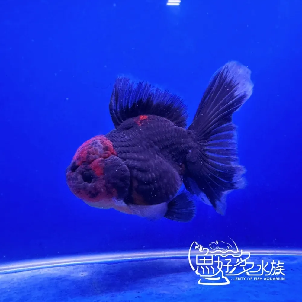 原裝百褶尾泰獅(麒麟紅頭)