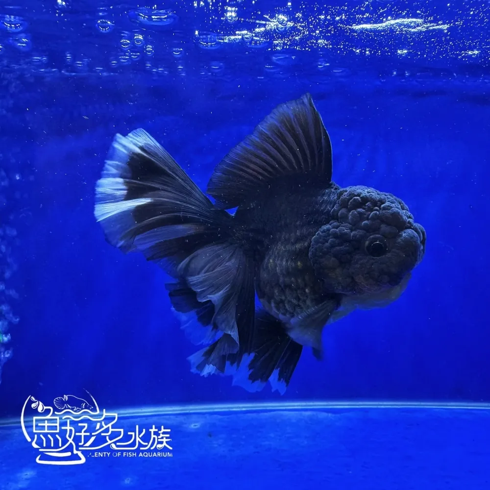 原裝進口玫瑰尾黑泰獅