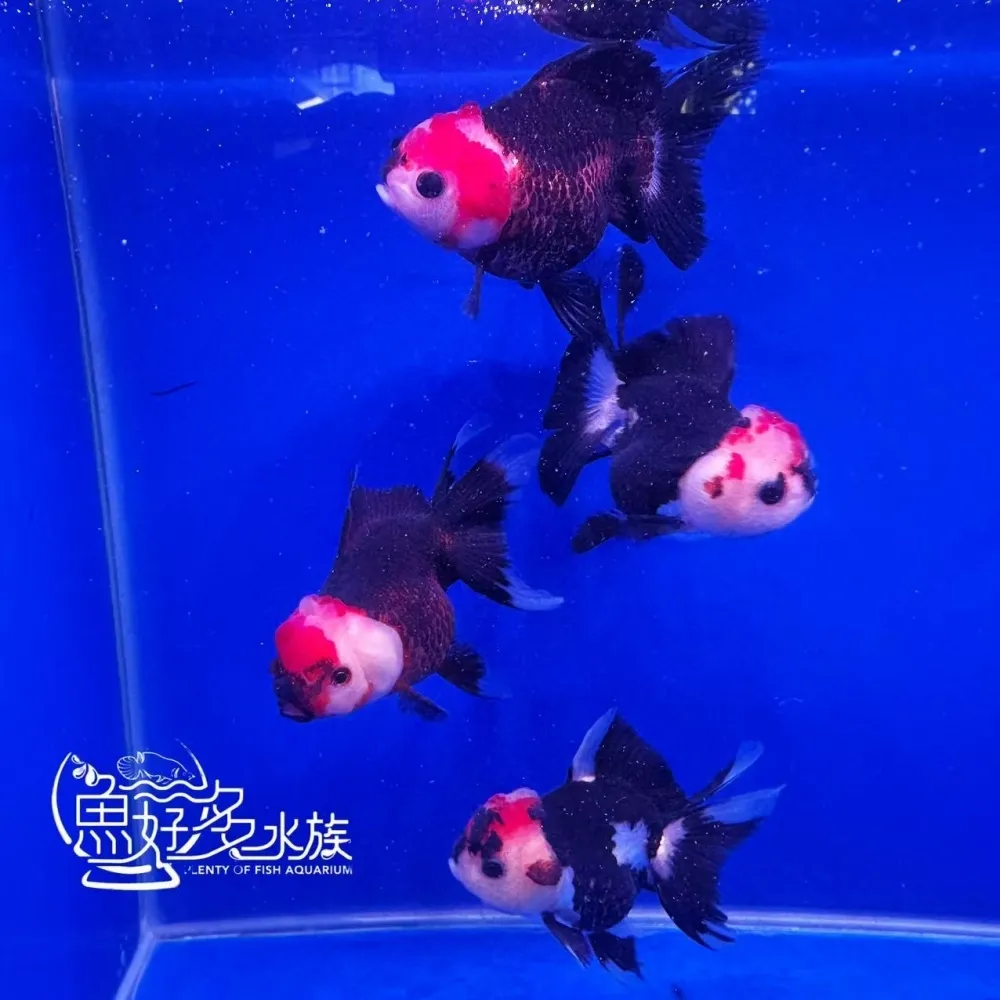 三色瑪莉泰獅
