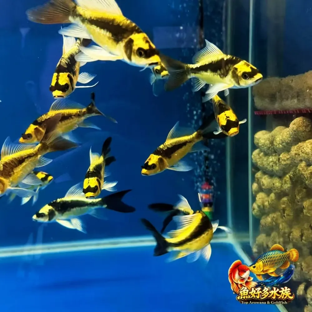 瑪雅蝴蝶龍鯉
