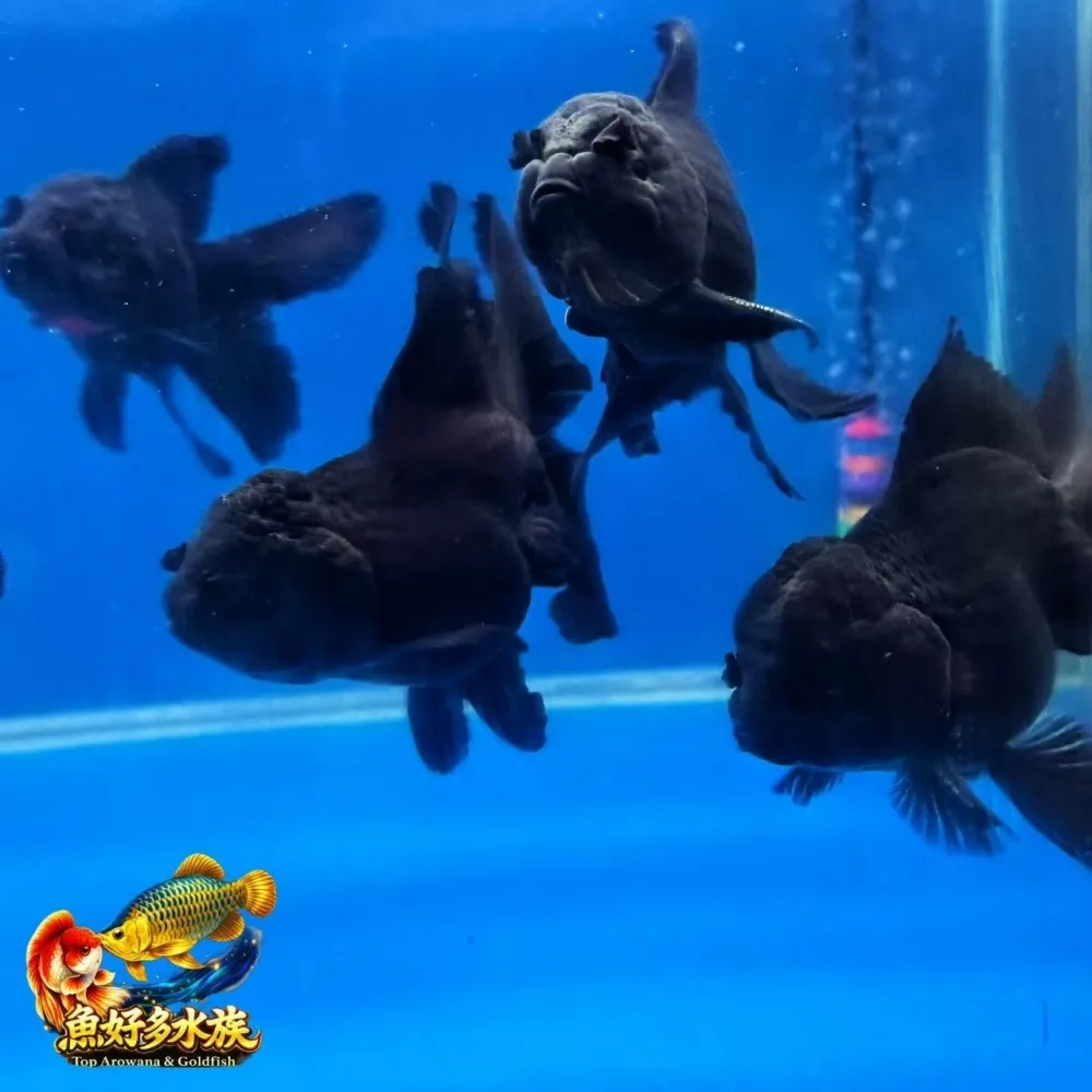 黑泰獅