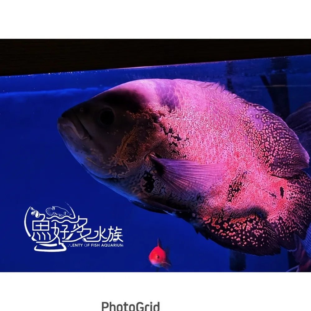 豹紋花豬