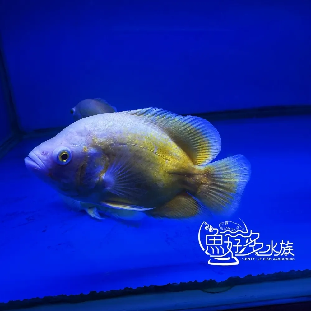 黃金豬