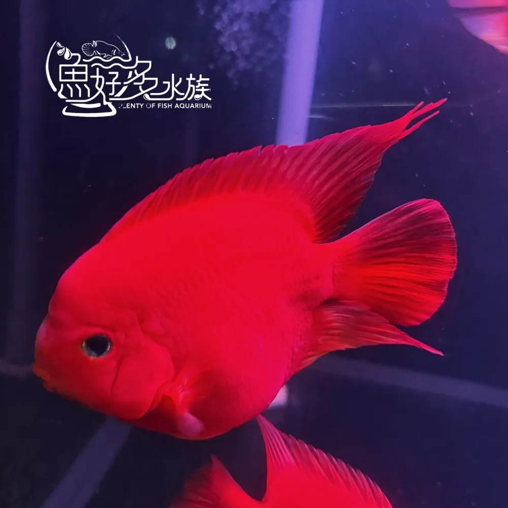 原裝進口 精品紅元寶