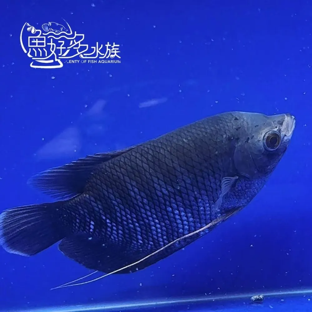 灰戰船