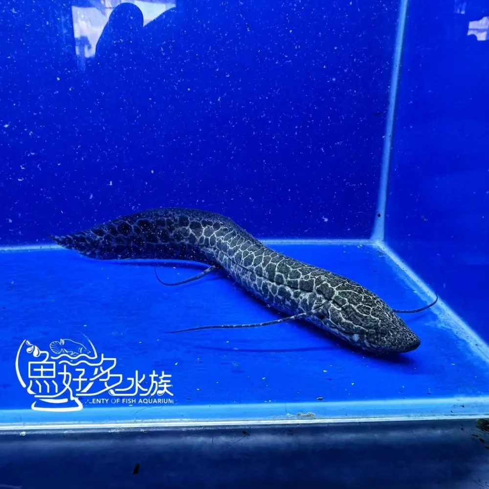 滿紋維多利亞肺魚