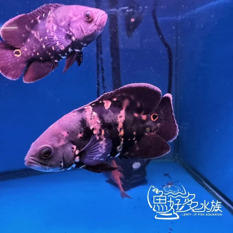巴西野生大黃蜂花豬