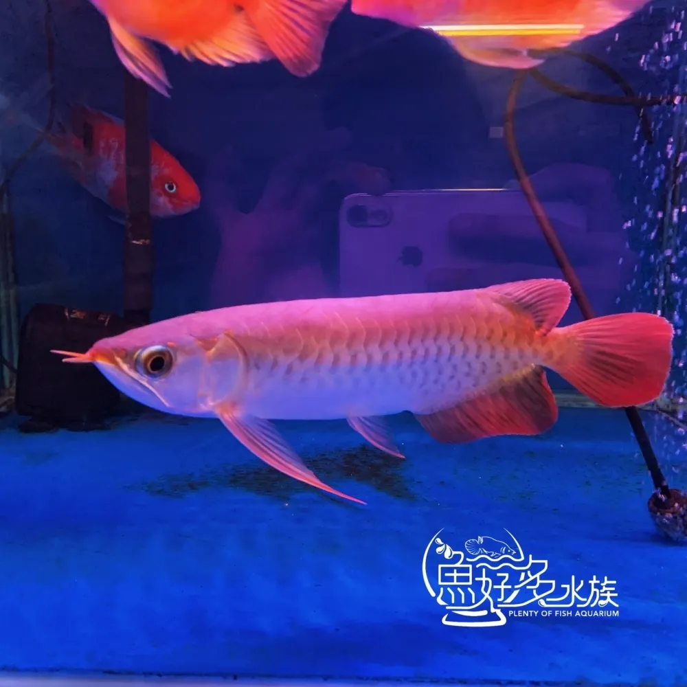 印尼上游 大湖紅龍