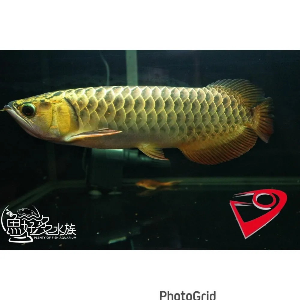 PURE滿盔大金頭過背(重金個體)