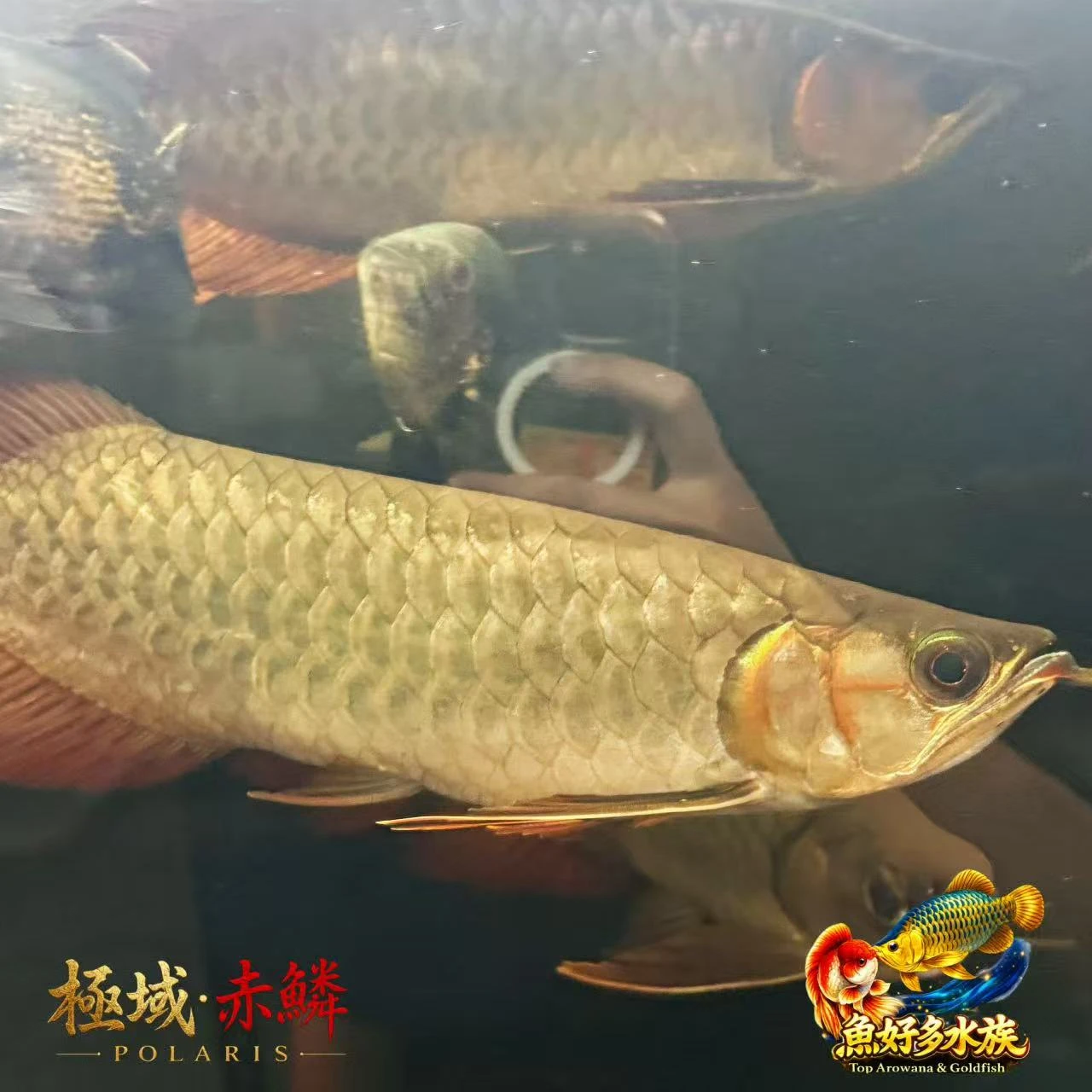 極域｜赤鱗紅龍