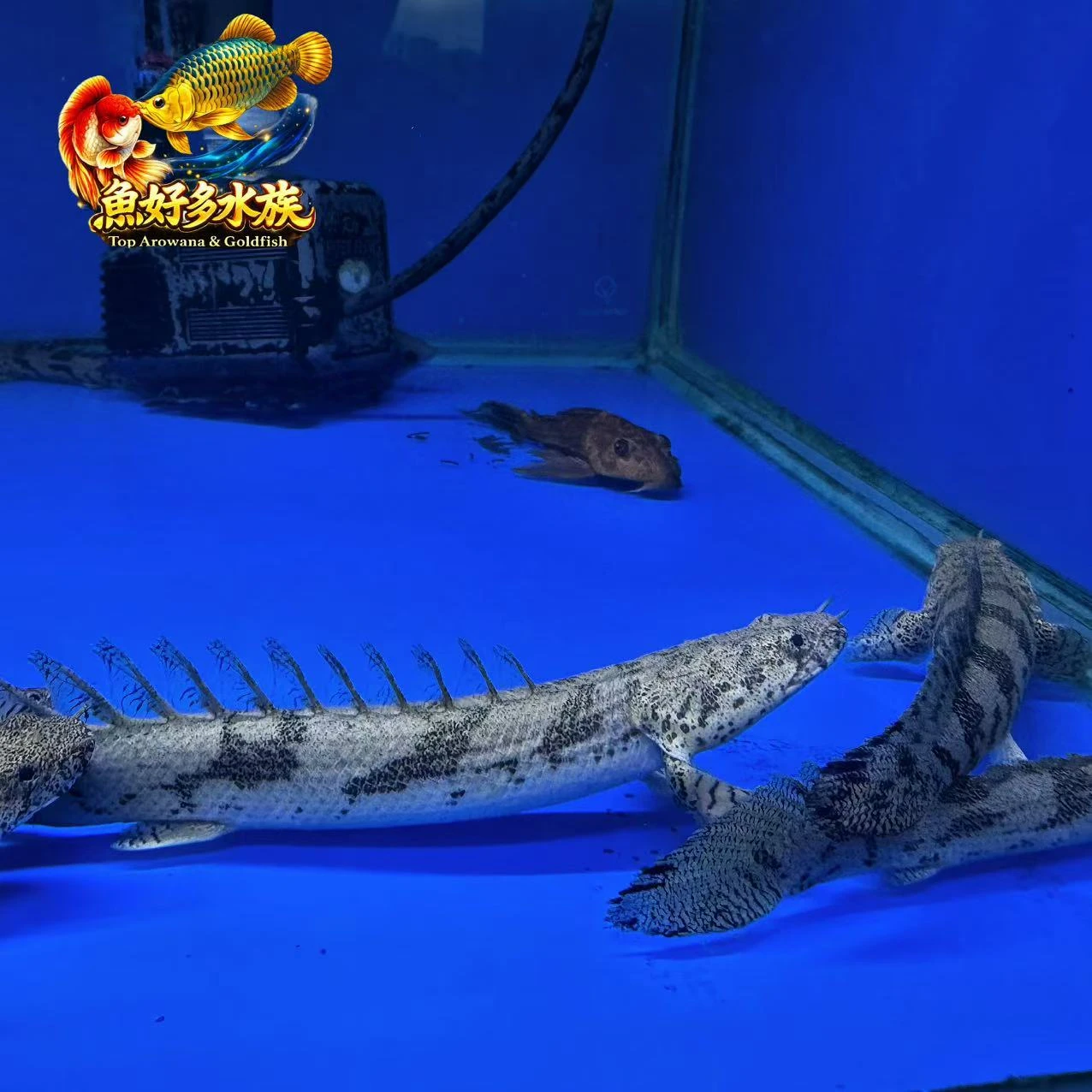 虎斑恐龍王