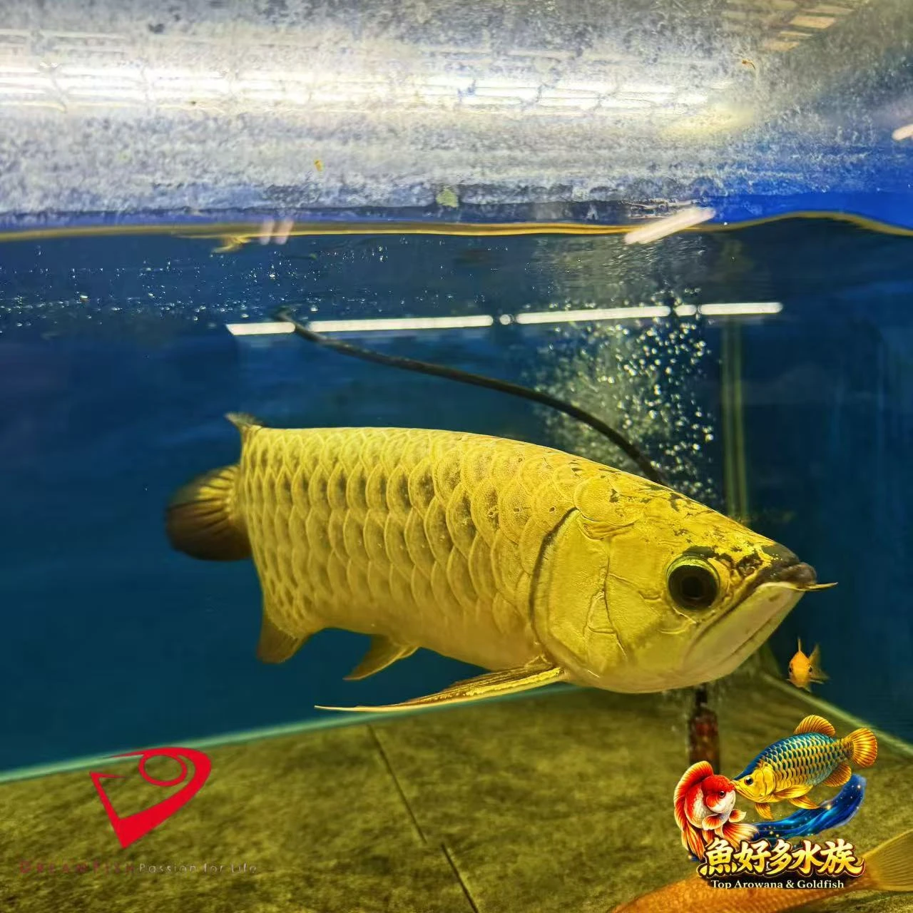 PURE滿盔大金頭過背