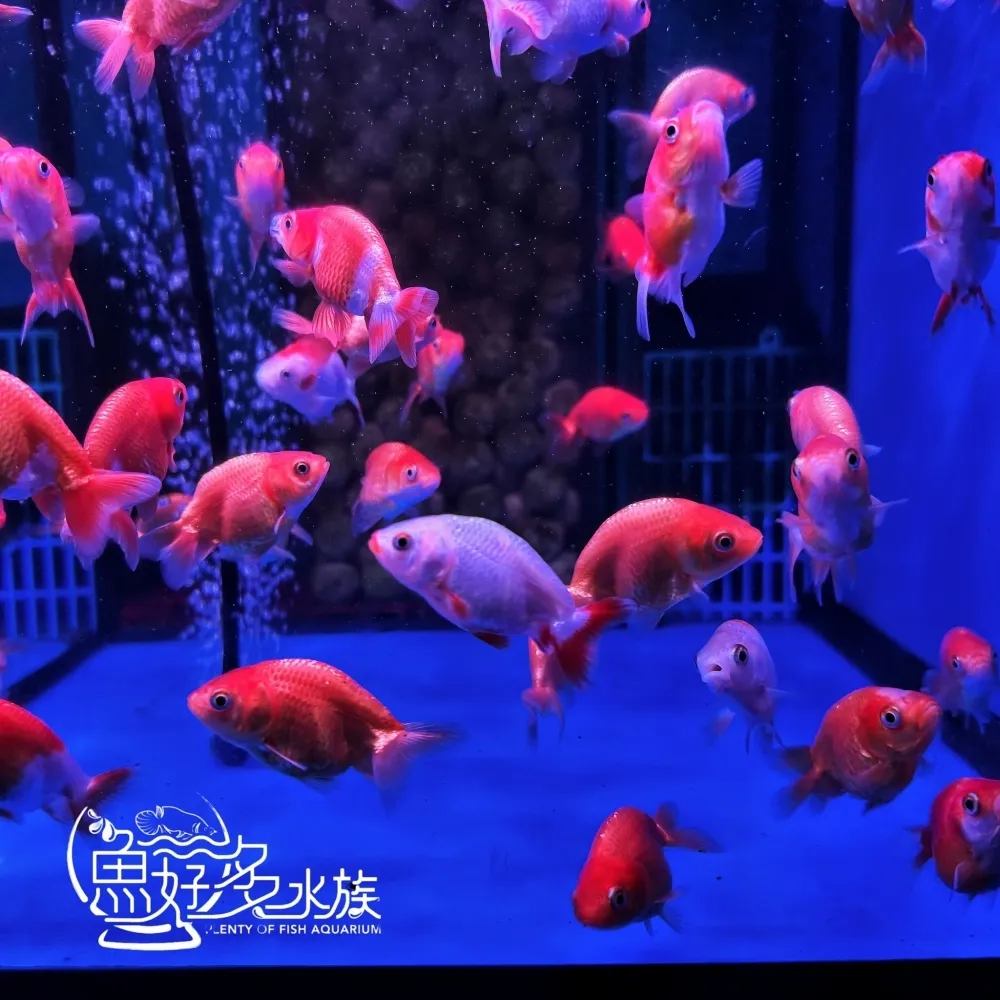 紅白蘭壽