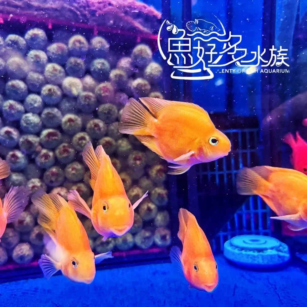 黃鸚鵡