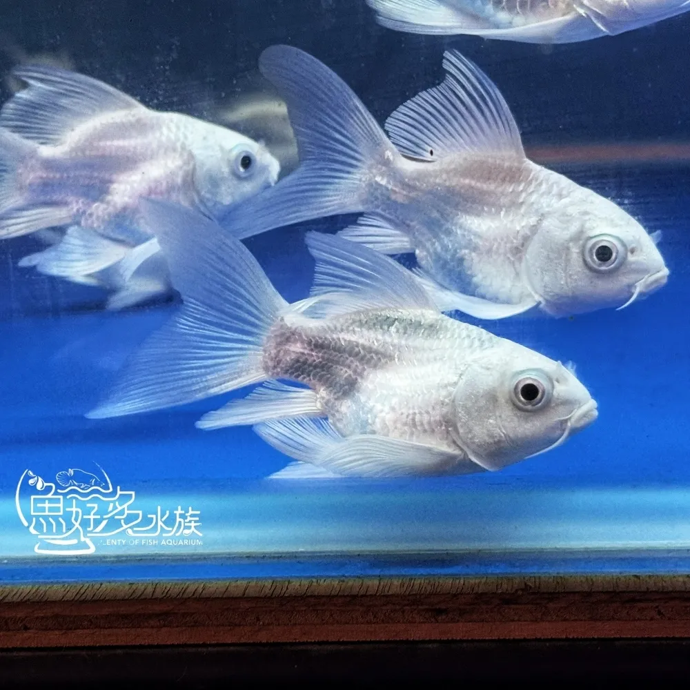 短身白金蝴蝶龍鯉