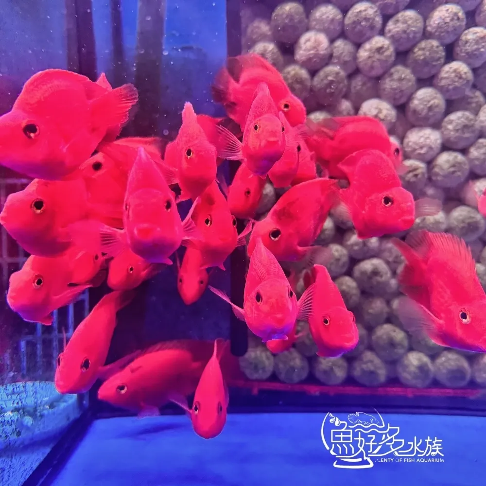 紫鸚鵡