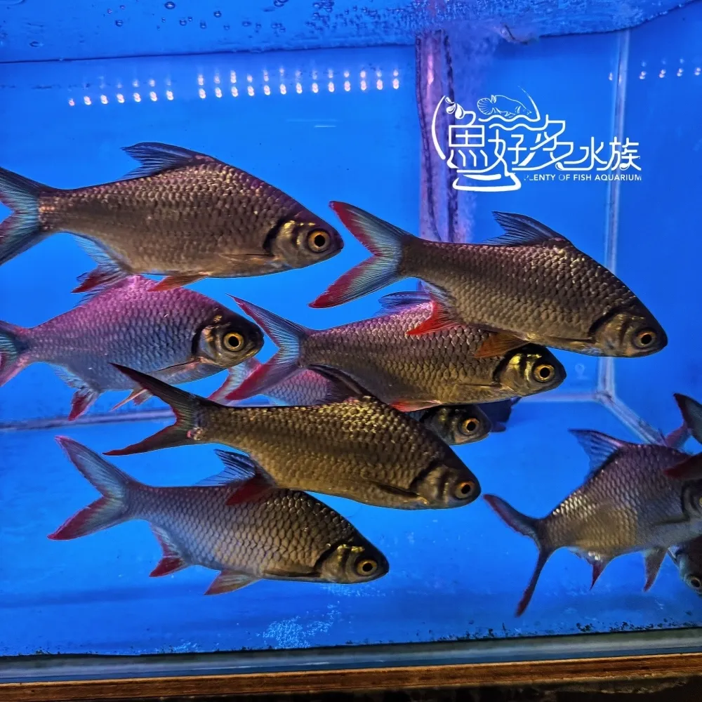 泰國鯽