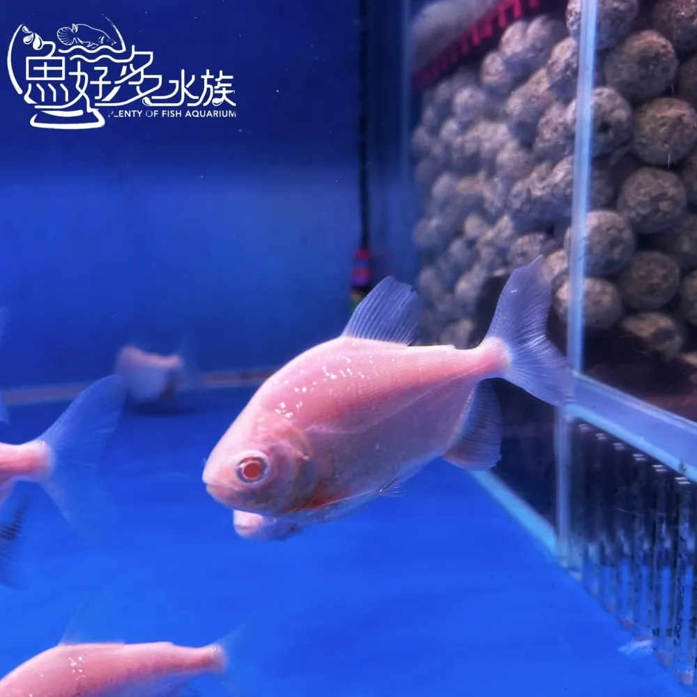 白子銀板