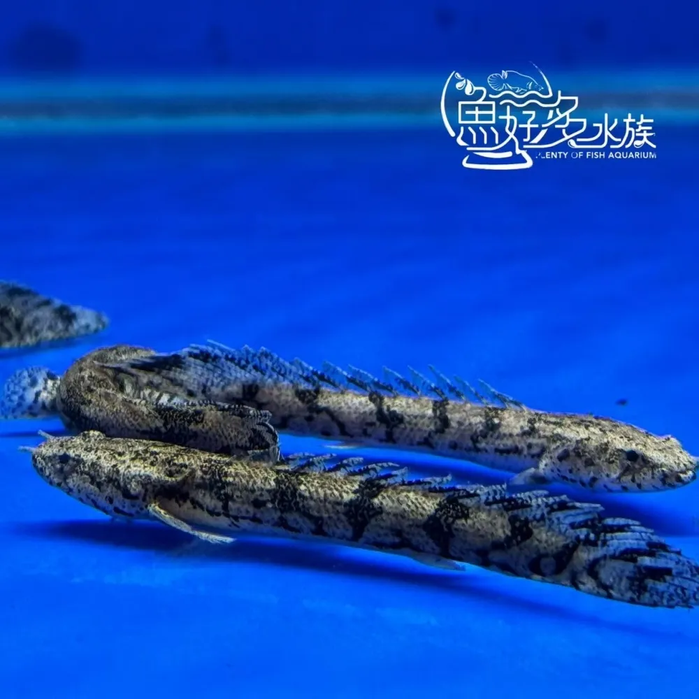 虎斑恐龍王