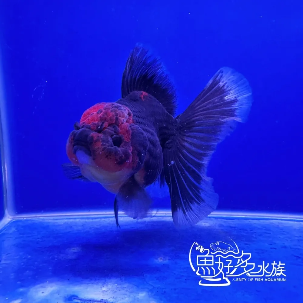 原裝百褶尾泰獅(麒麟紅頭)