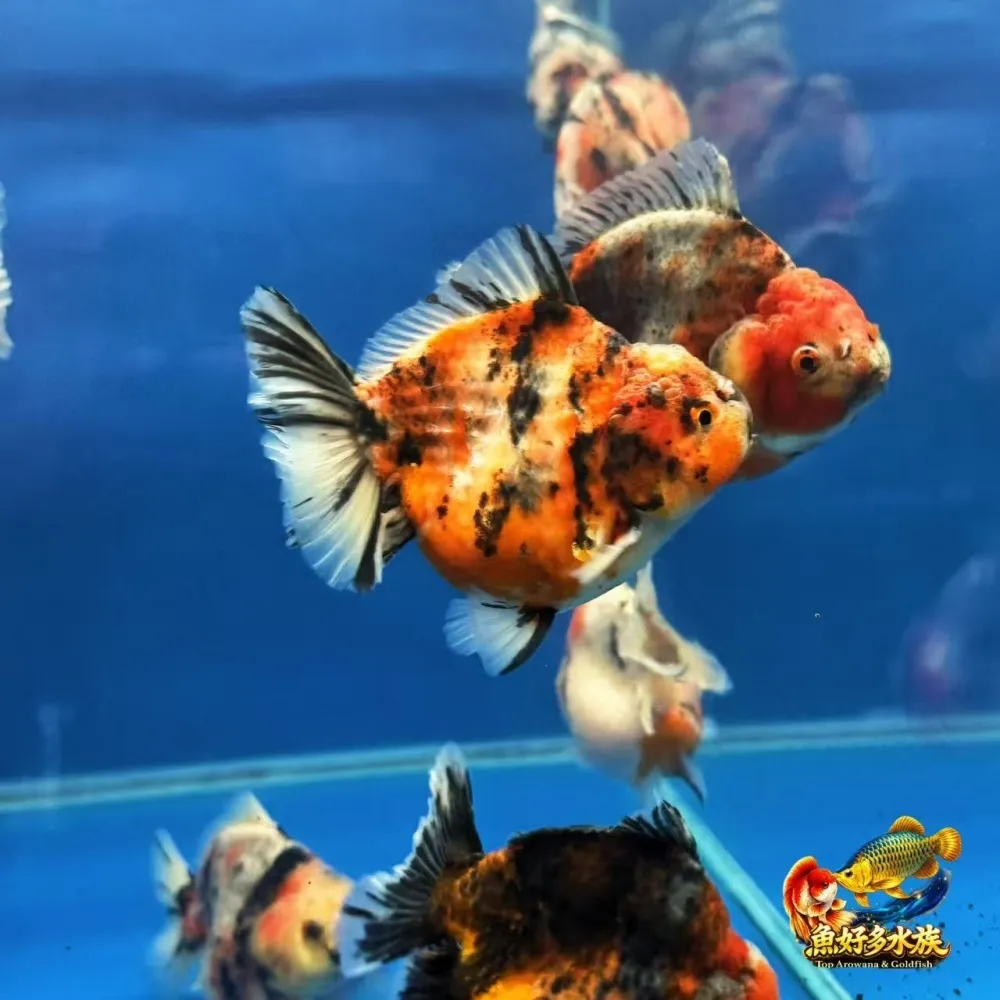 五花元寶短尾獅