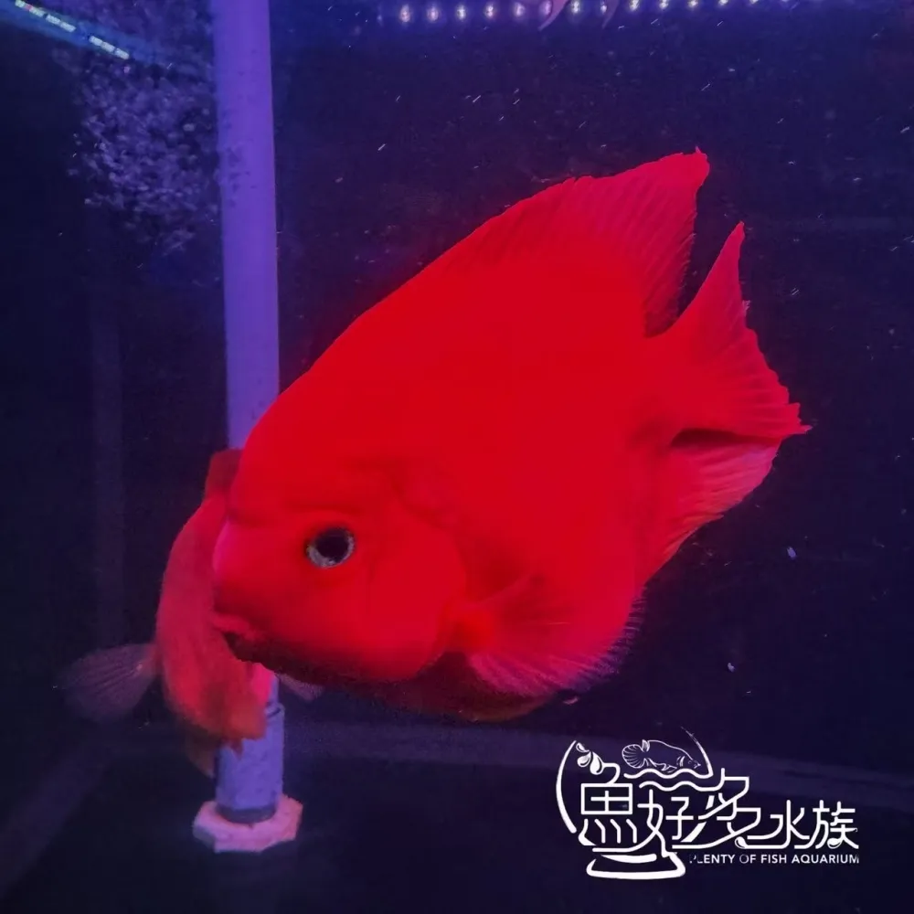 原裝進口 精品紅元寶