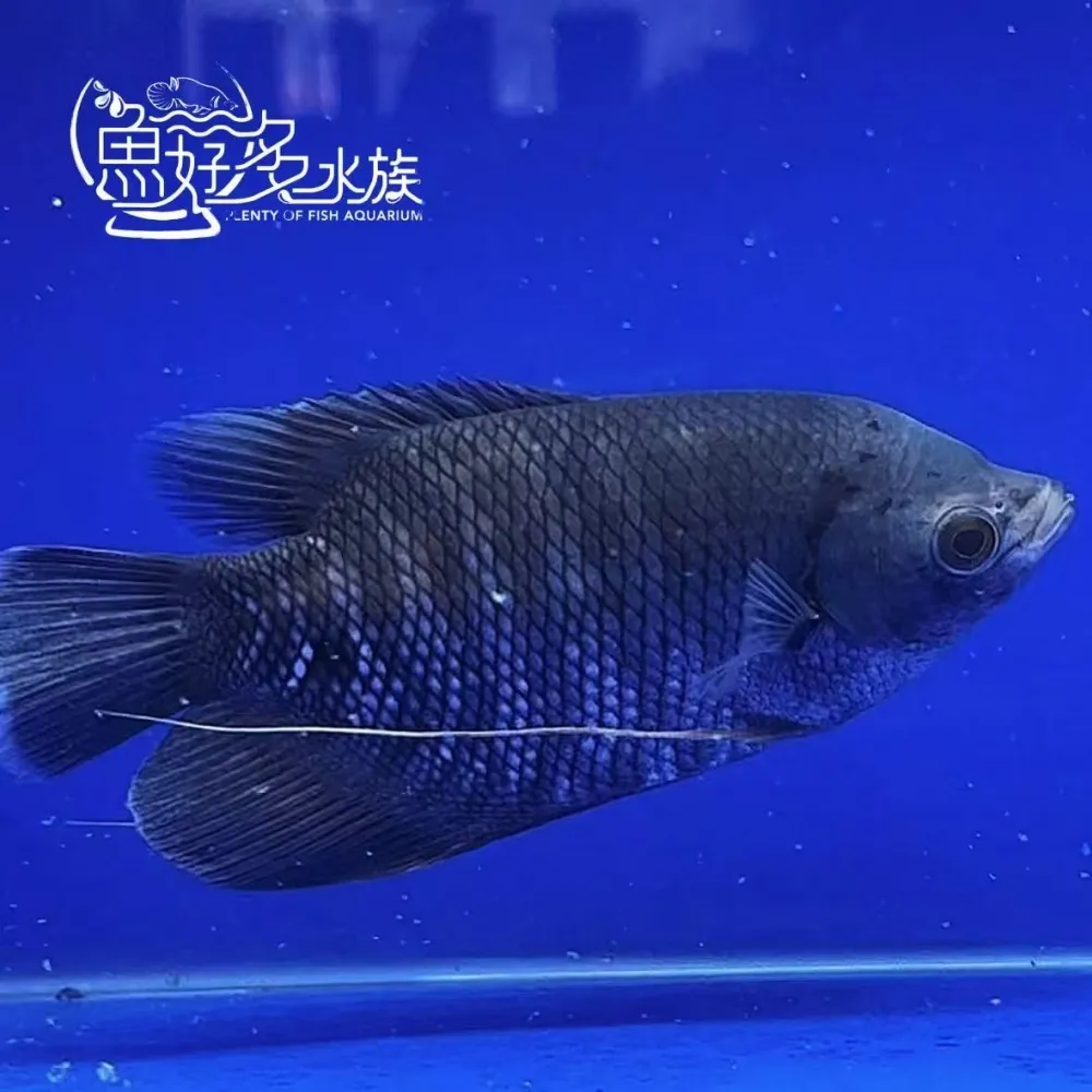 灰戰船