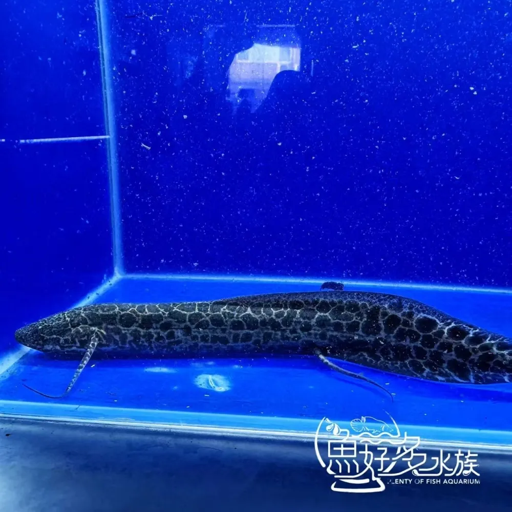 滿紋維多利亞肺魚