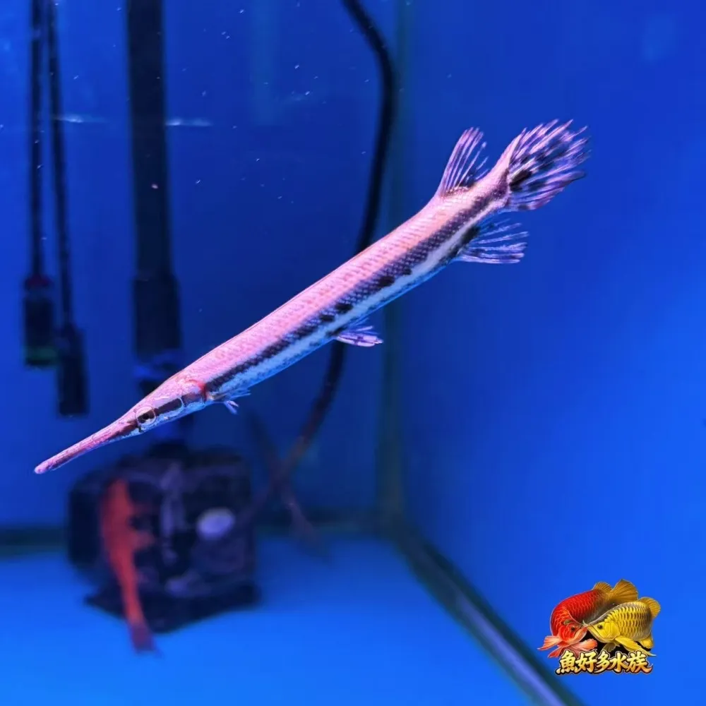 鱷魚火箭