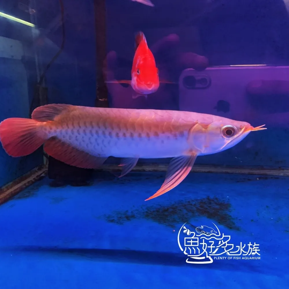 印尼上游 大湖紅龍