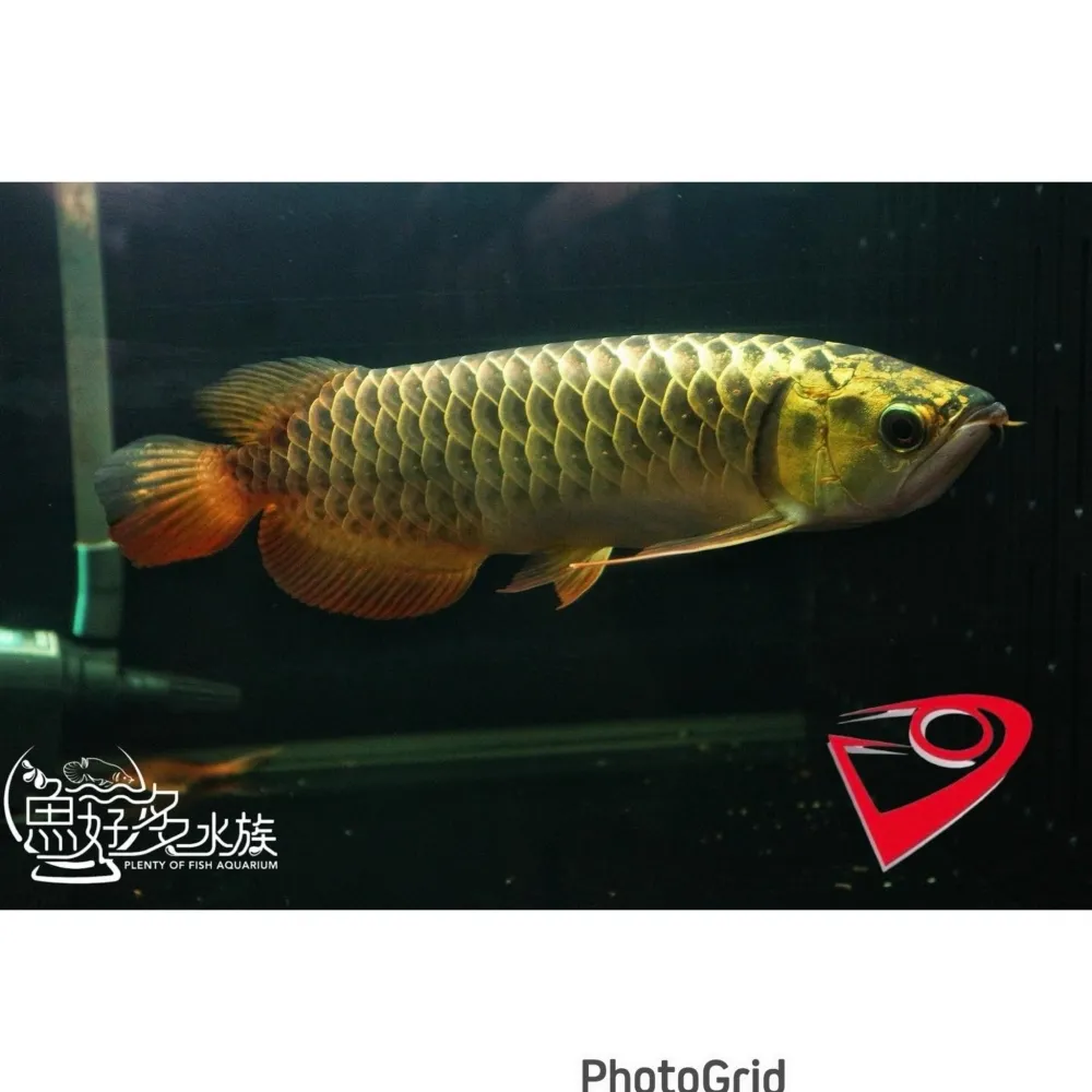 PURE滿盔大金頭過背(重金個體)