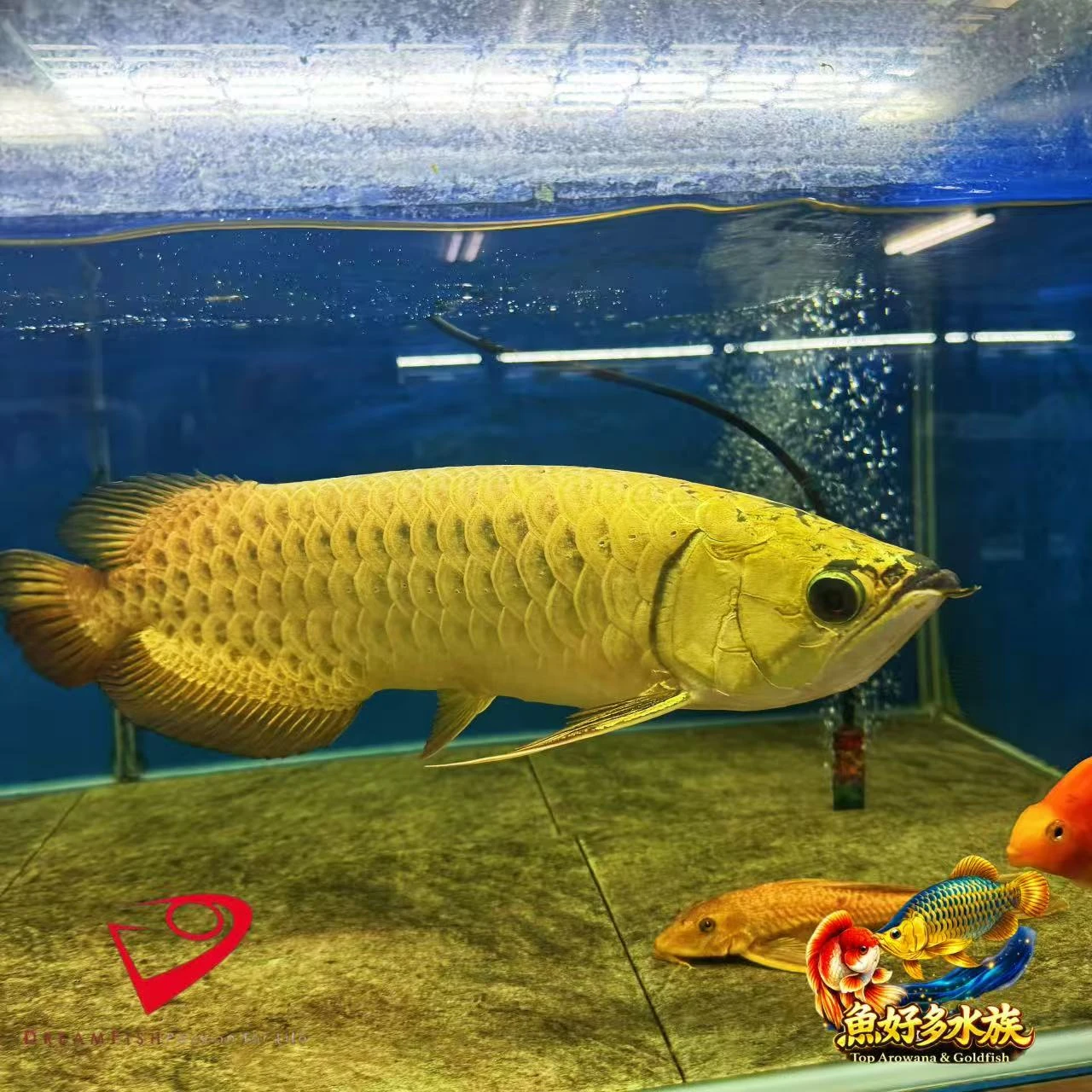 PURE滿盔大金頭過背