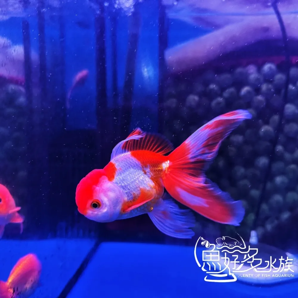 紅白泰獅