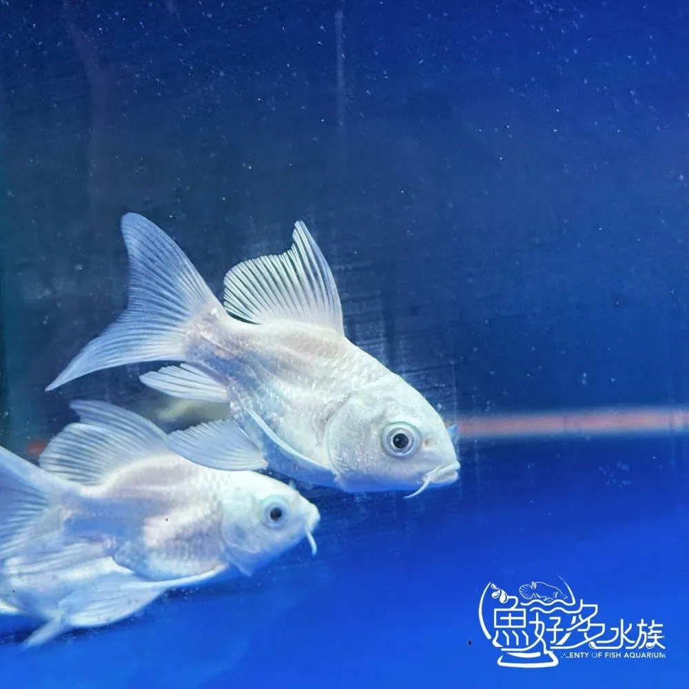 短身白金蝴蝶龍鯉