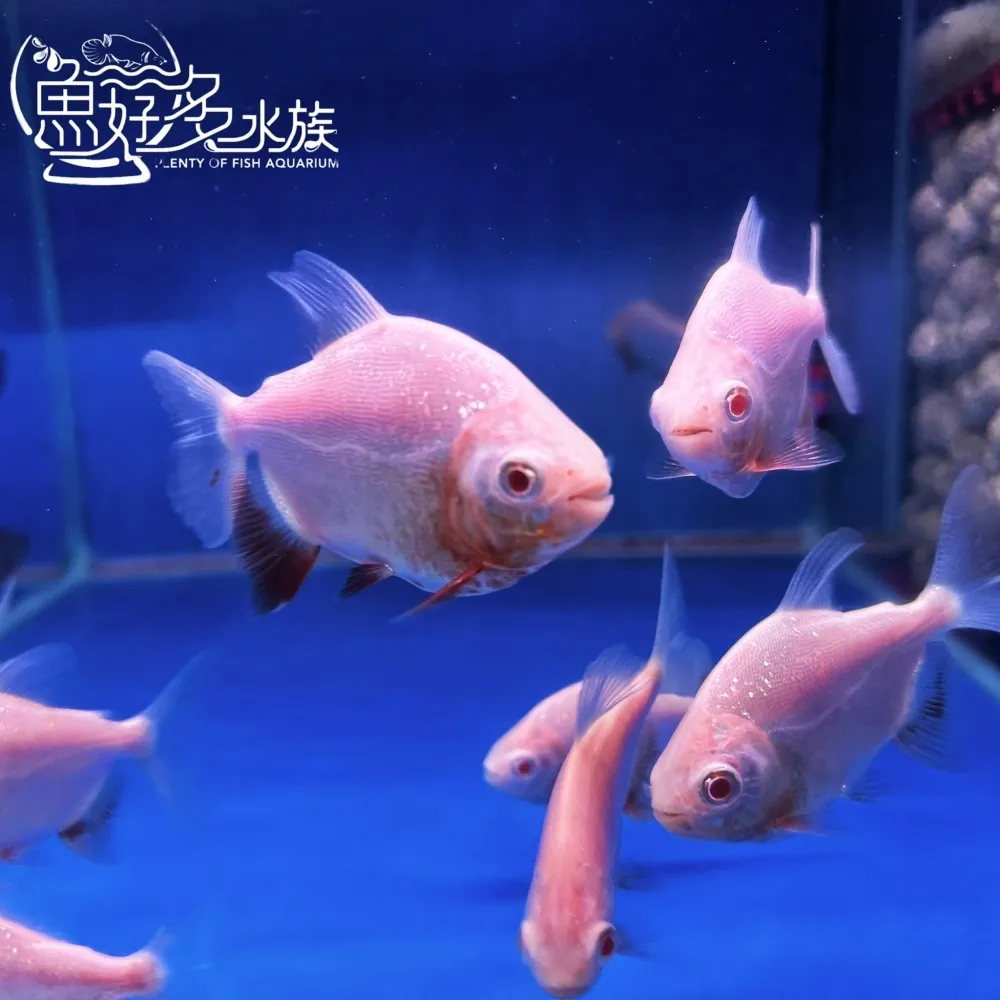 白子銀板