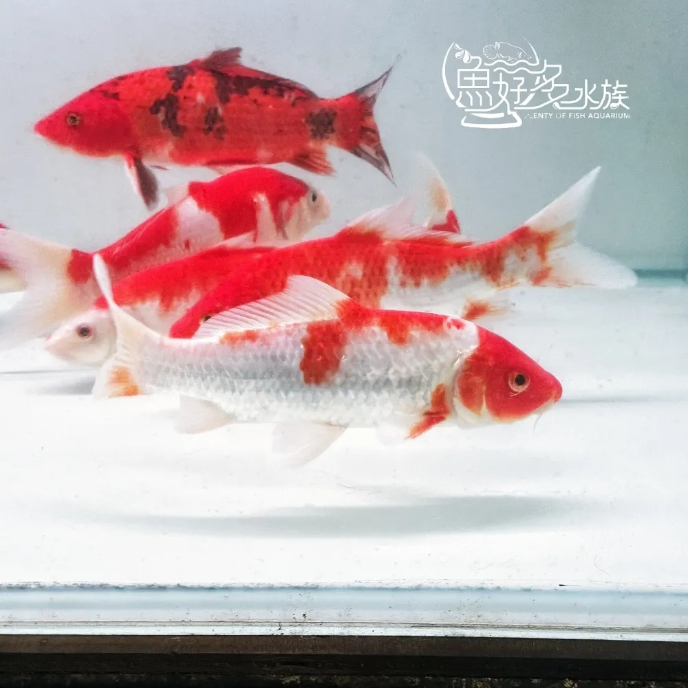 特色紅白錦鯉