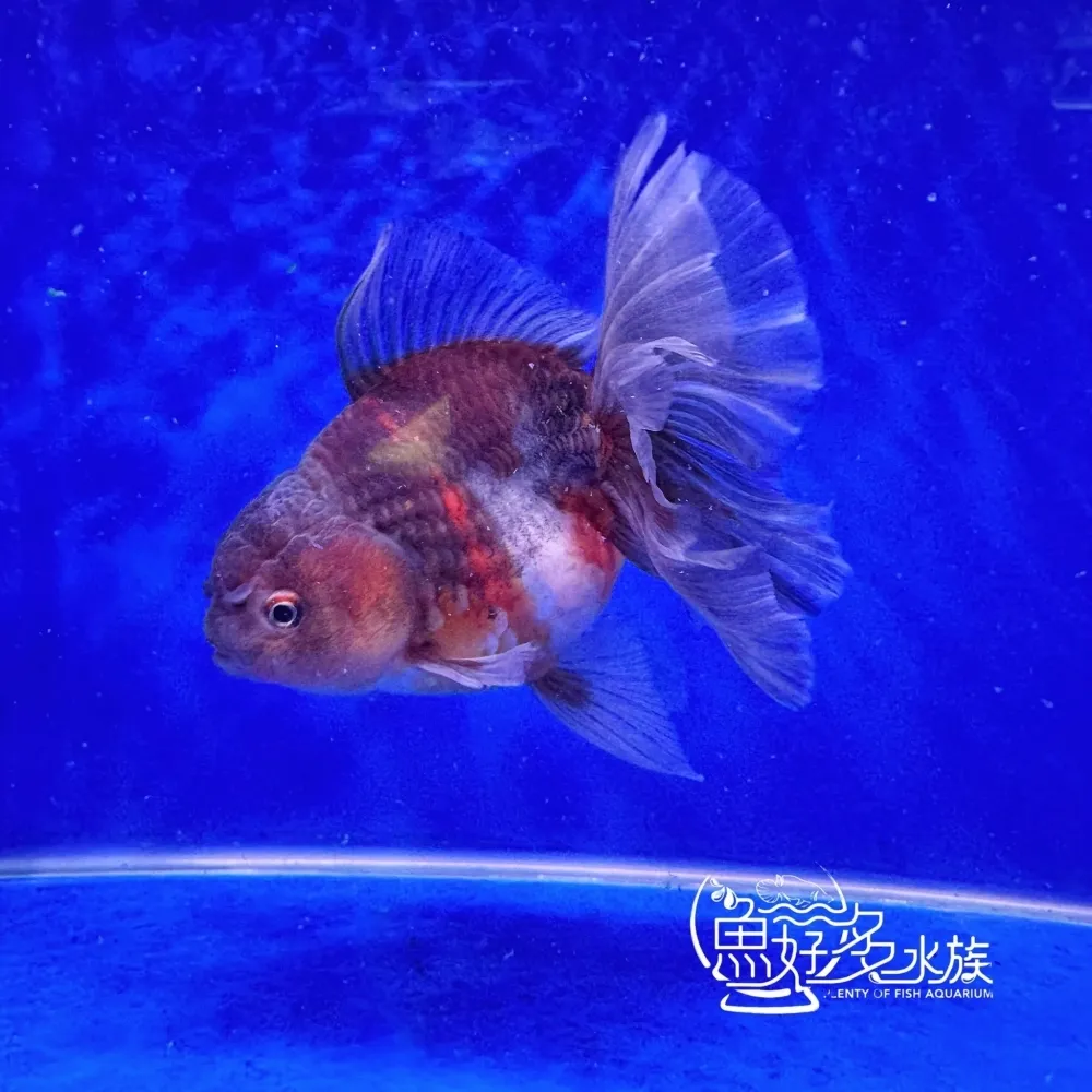 原裝百褶尾泰獅(麒麟配色)