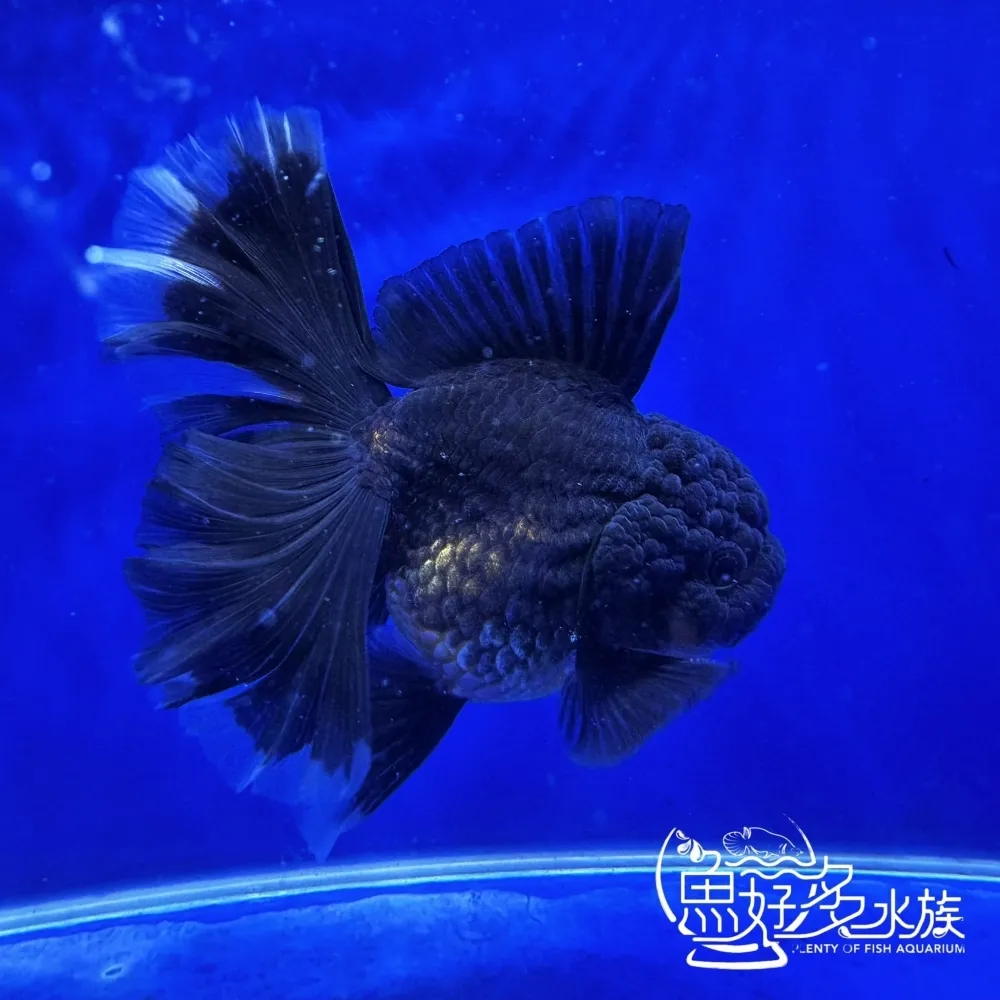 原裝進口玫瑰尾黑泰獅
