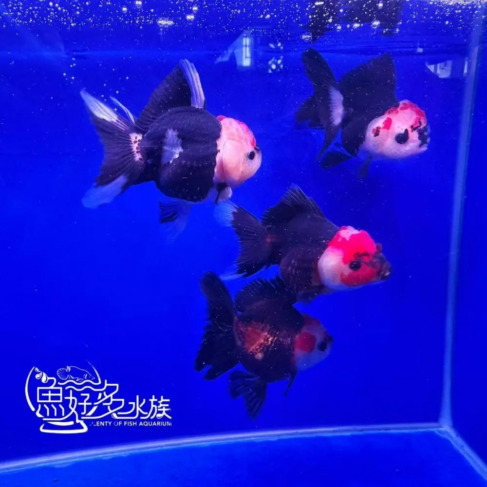 三色瑪莉泰獅