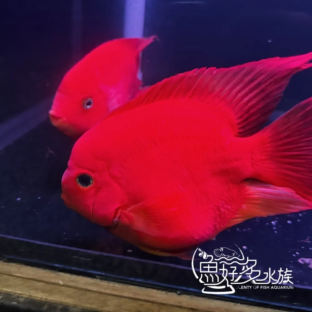原裝進口 精品紅元寶