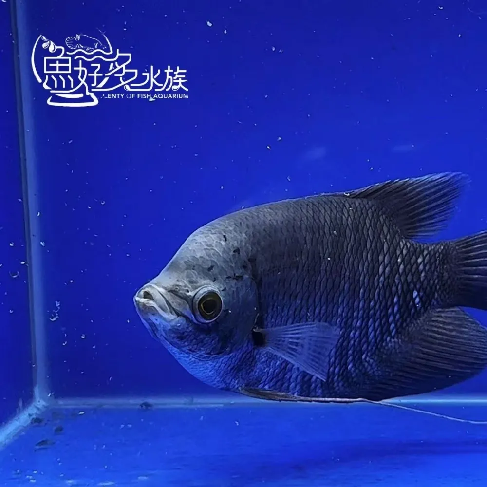 灰戰船