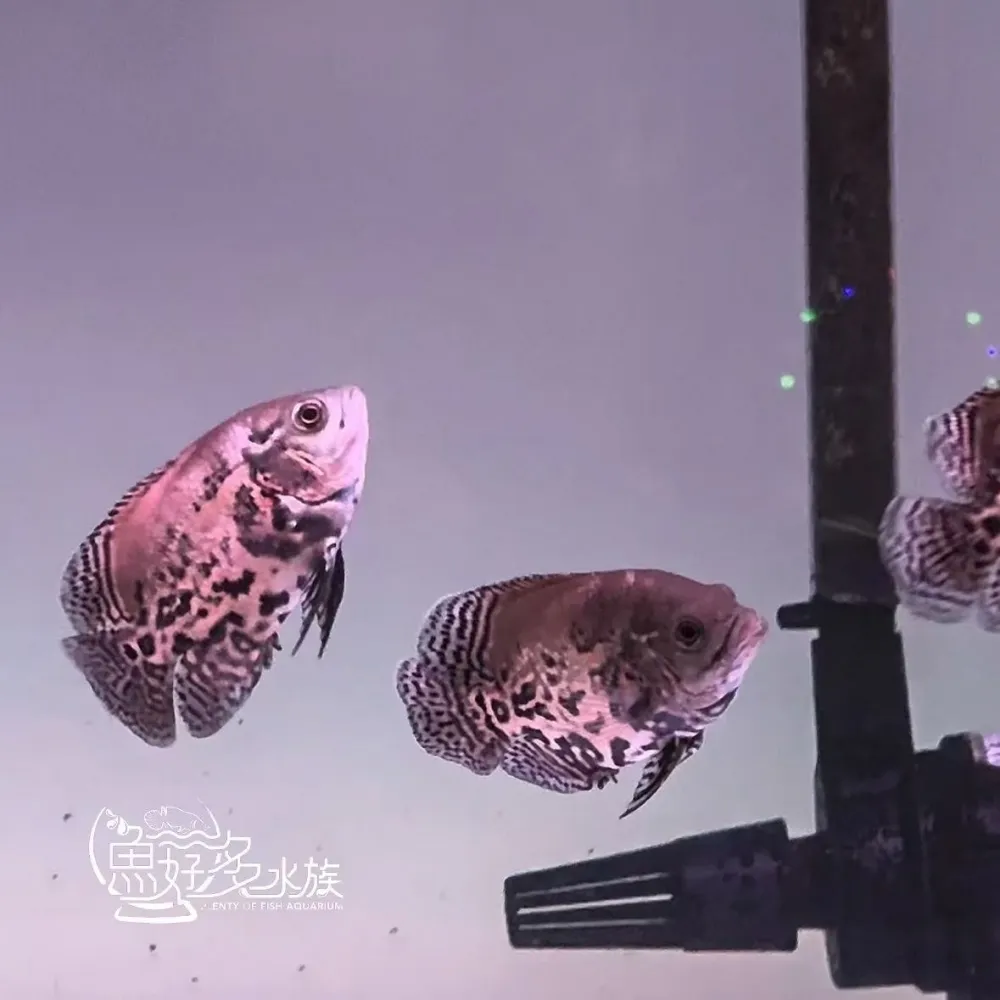 短身花豬